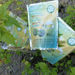 Dog Blood Bush & Blue Vervain - Image 3