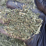 Dog Blood Bush & Blue Vervain - Image 6